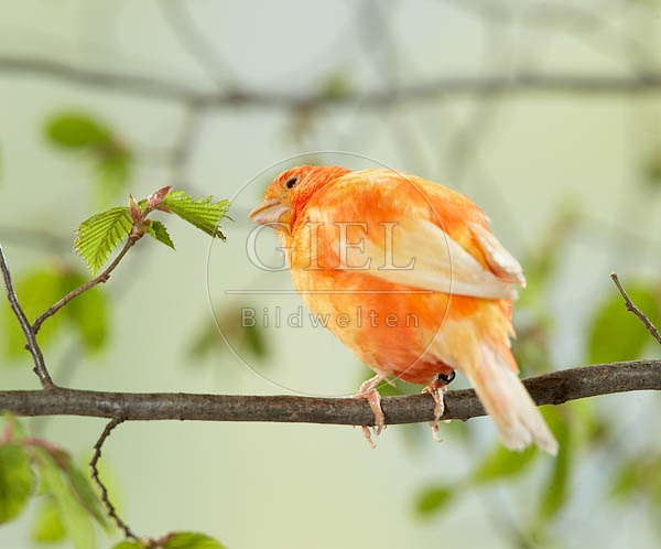 036931 Kanarienvogel