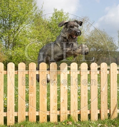 037270 Riesenschnauzer springt ueber Zaun