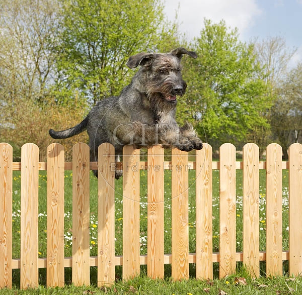 037271 Riesenschnauzer springt ueber Zaun