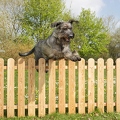 037271 Riesenschnauzer springt ueber Zaun
