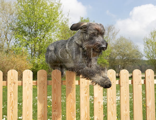 037272 Riesenschnauzer springt ueber Zaun