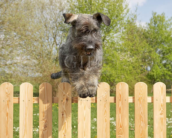 037273 Riesenschnauzer springt ueber Zaun