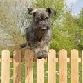 037273 Riesenschnauzer springt ueber Zaun
