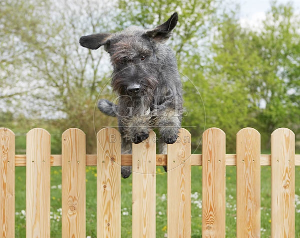 037274 Riesenschnauzer springt ueber Zaun