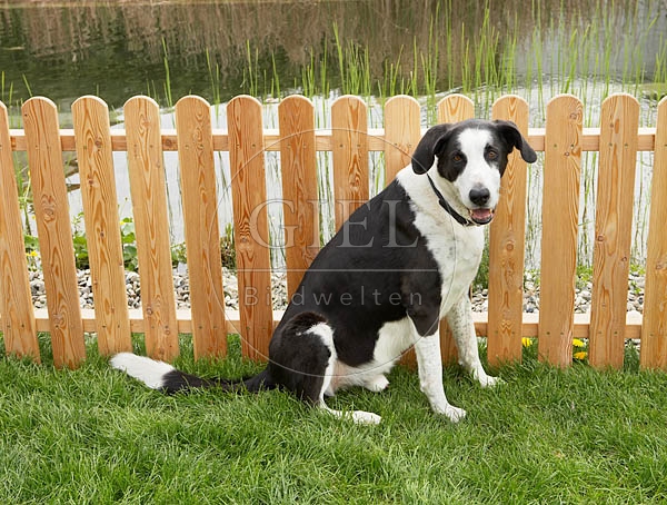 037383 Doggenmischling