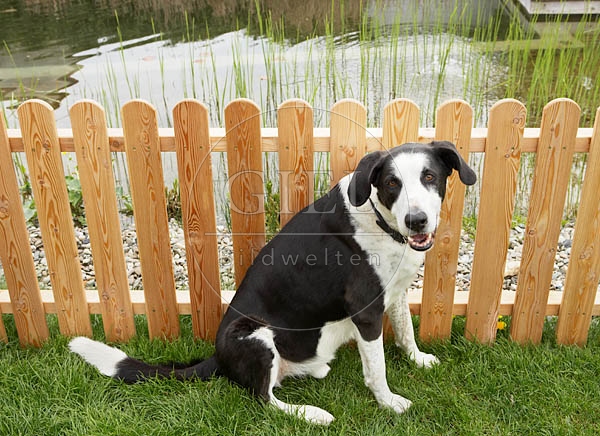 037384 Doggenmischling