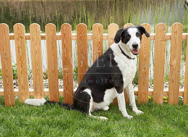 037385 Doggenmischling
