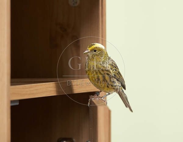 037577 Kanarienvogel sitzt auf Schraenkchen