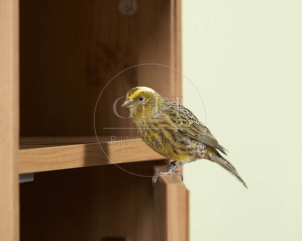 037578 Kanarienvogel sitzt auf Schraenkchen