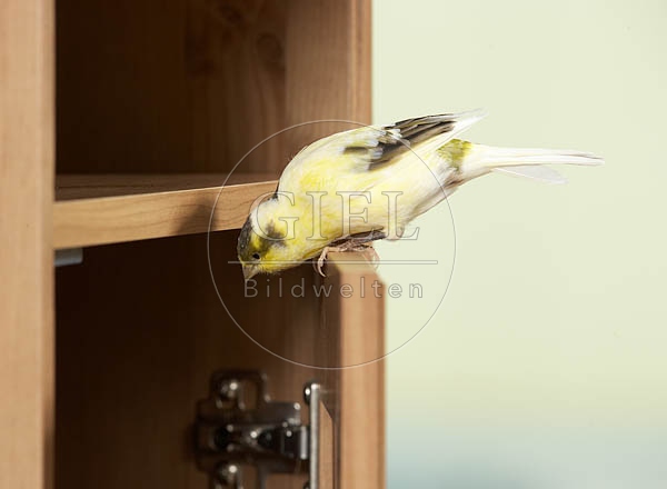 037579 Kanarienvogel sitzt auf Schraenkchen