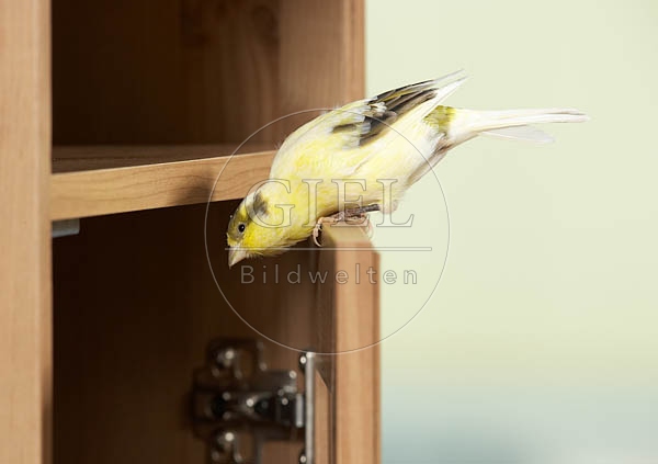 037580 Kanarienvogel sitzt auf Schraenkchen