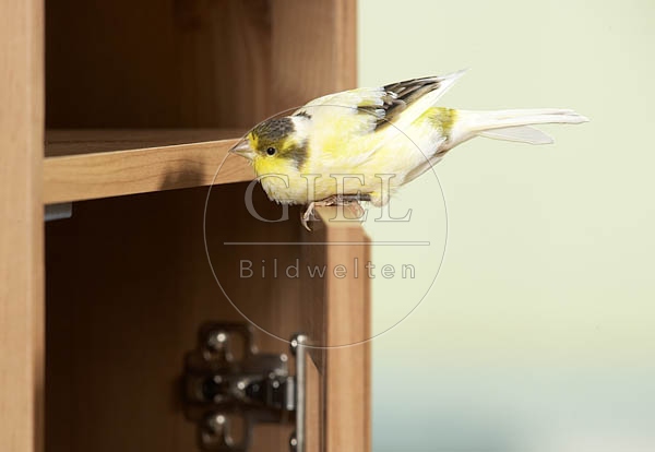 037581 Kanarienvogel sitzt auf Schraenkchen