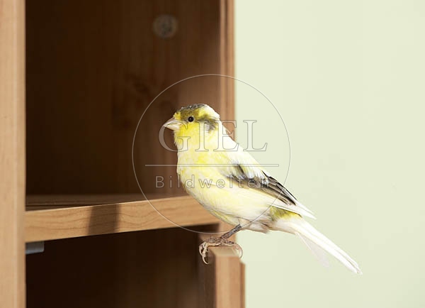 037583 Kanarienvogel sitzt auf Schraenkchen