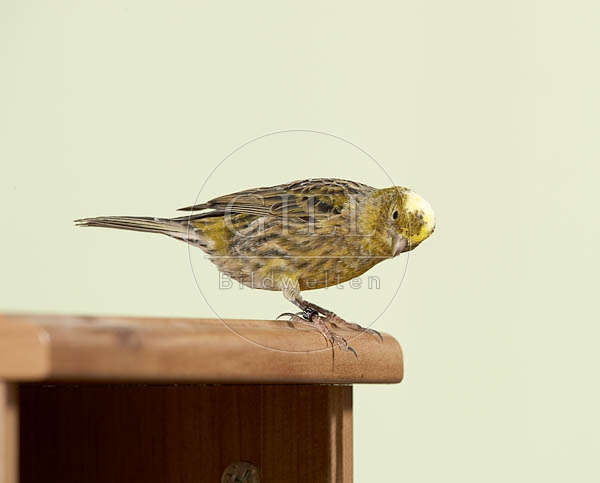 037584 Kanarienvogel auf Schraenkchen