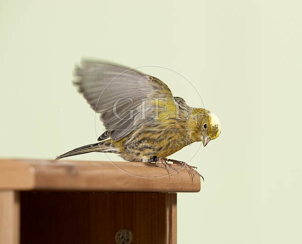 037585 Kanarienvogel auf Schraenkchen