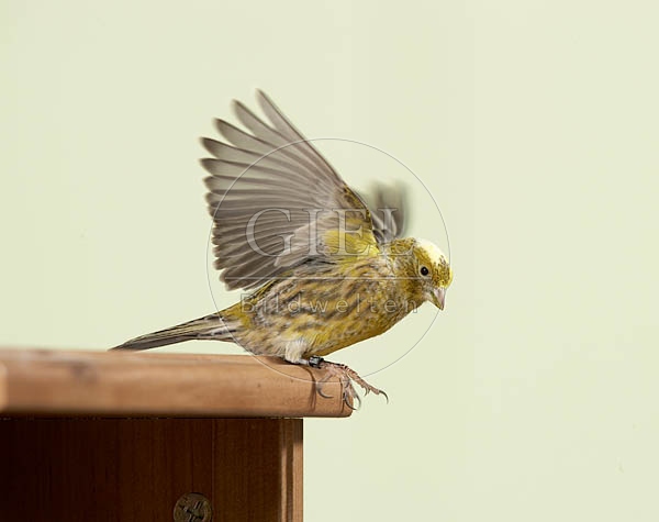 037586 Kanarienvogel auf Schraenkchen