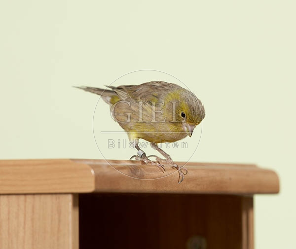 037587 Kanarienvogel auf Schraenkchen