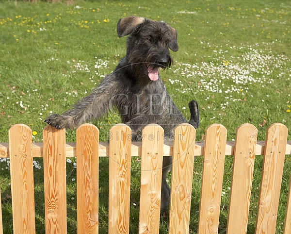 037613 Riesenschnauzer
