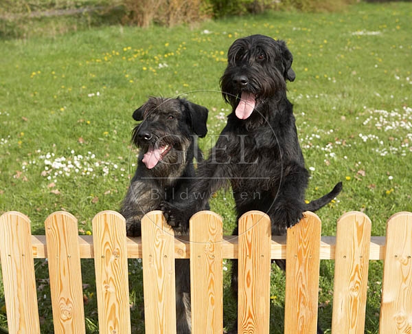 037614 Riesenschnauzer