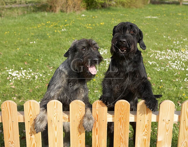 037615 Riesenschnauzer