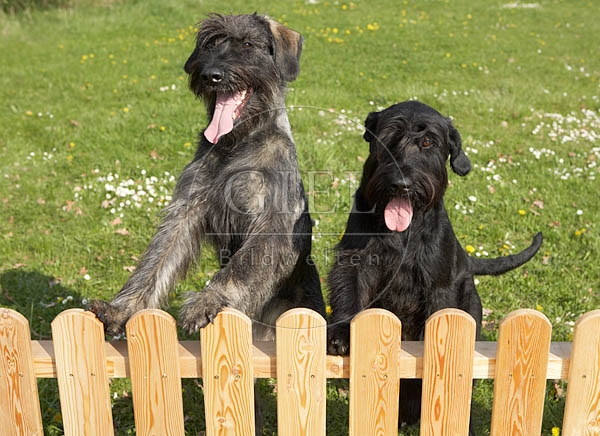 037616 Riesenschnauzer