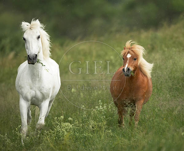 037938 Pony und weisses Pferd