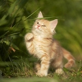 037954 Maine Coon Kaetzchen