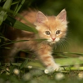 037956 Maine Coon Kaetzchen