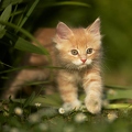 037957 Maine Coon Kaetzchen