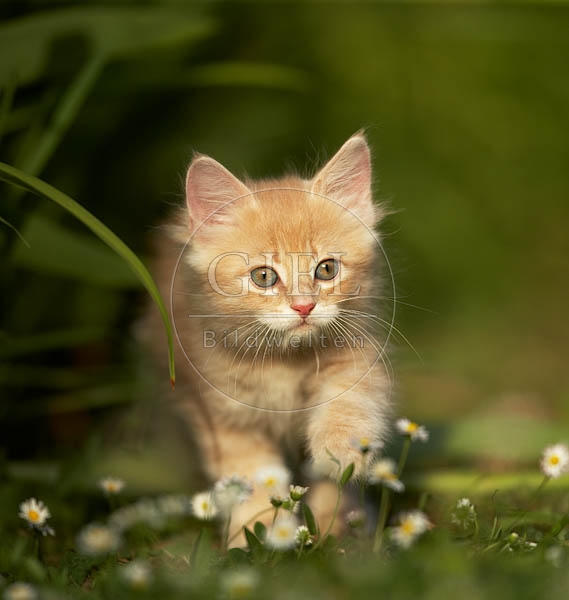 Maine Coon Kaetzchen
037959.jpg