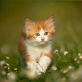 037961 Maine Coon Kaetzchen