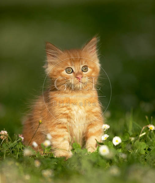 Maine Coon Kaetzchen
037966.jpg