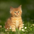 037966 Maine Coon Kaetzchen