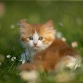 037971 Maine Coon Kaetzchen