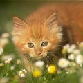 037973 Maine Coon Kaetzchen