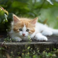 037977 Maine Coon Kaetzchen