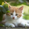 037978 Maine Coon Kaetzchen