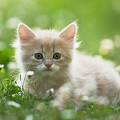 037984 Maine Coon Kaetzchen