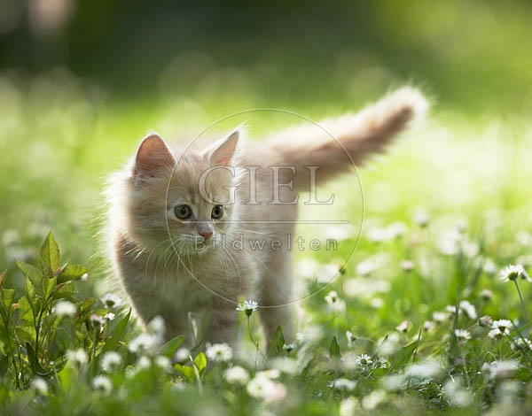 038013 Maine Coon Kaetzchen