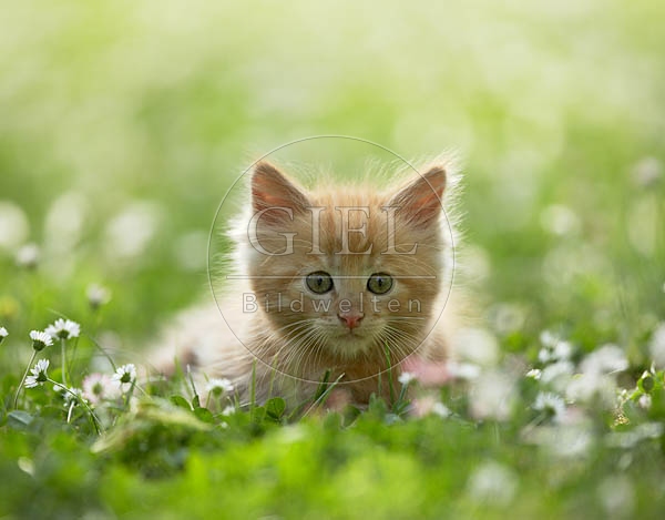 038016 Maine Coon Kaetzchen