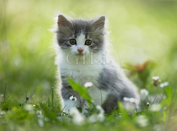 038019 Maine Coon Kaetzchen