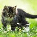 038035 Maine Coon Kaetzchen