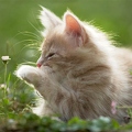 038044 Maine Coon Kaetzchen