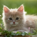 038045 Maine Coon Kaetzchen