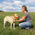 038451 Frau und Labrador Retriever