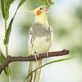 038563 Nymphensittich