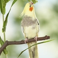 038564 Nymphensittich