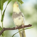 038565 Nymphensittich