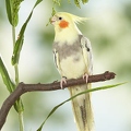 038566 Nymphensittich