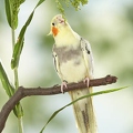 038568 Nymphensittich